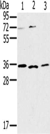 IL22RA2 antibody