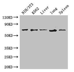 IL23R antibody