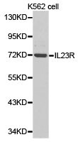 IL23R antibody