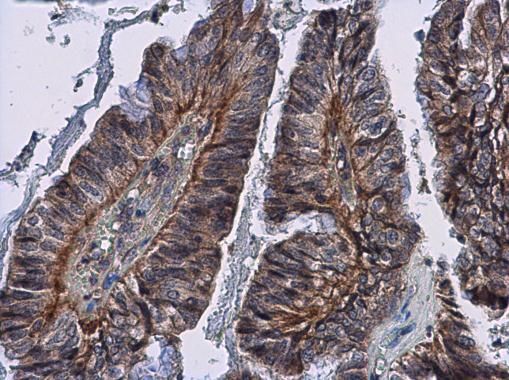 IL24 antibody [C2C3], C-term