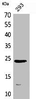 IL24 antibody