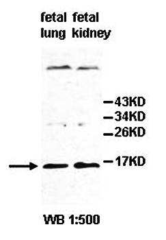IL25 antibody