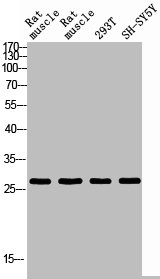 IL26 antibody