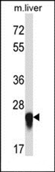 IL27 antibody