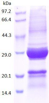 IL27A-M protein