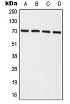 IL27RA antibody