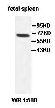 IL27RA Rabbit Polyclonal Antibody