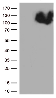 IL28 Receptor alpha (IFNLR1) antibody