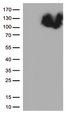 IL28 Receptor alpha Antibody