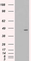 IL28 Receptor alpha (IFNLR1) antibody