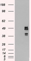 IL28 Receptor alpha (IFNLR1) antibody