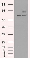 IL28 Receptor alpha Antibody