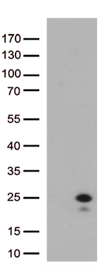 IL29 (IFNL1) antibody