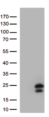 IL29 (IFNL1) antibody