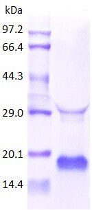 IL2 protein