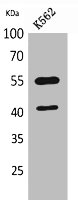 IL2RG Antibody