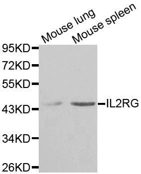 IL2RG antibody