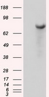 IL3 antibody