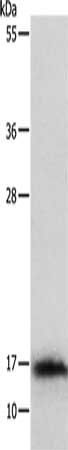 IL3 antibody