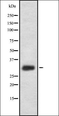 IL33 antibody