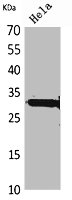 IL33 Antibody