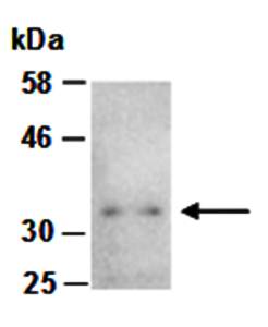 IL33 (C) Antibody, Rabbit Polyclonal