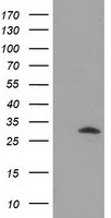 IL36 alpha (IL36A) antibody