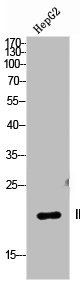 IL36B antibody