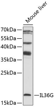 IL36G antibody