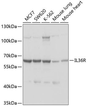 IL36R antibody