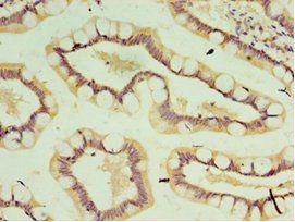 IL37 Antibody