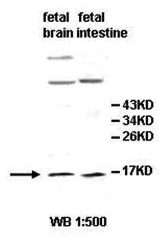 IL3 antibody