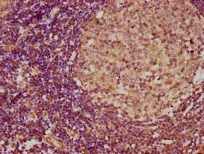 IL4 Antibody