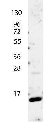 IL4 antibody