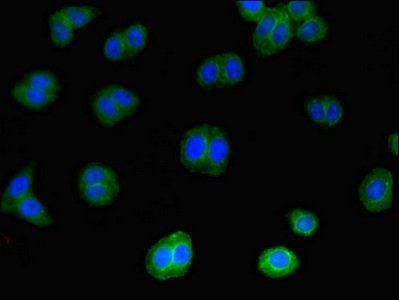IL4 Antibody