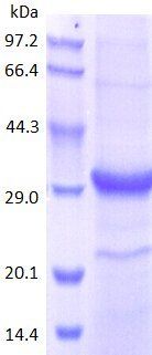 IL4-M protein