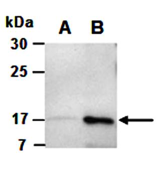 IL4 antibody