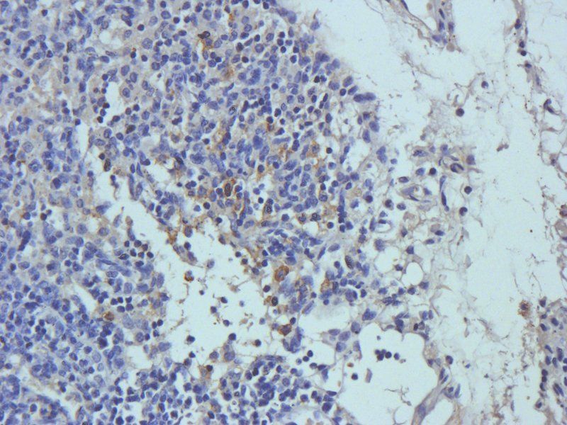 IL4 Rabbit Polyclonal Antibody