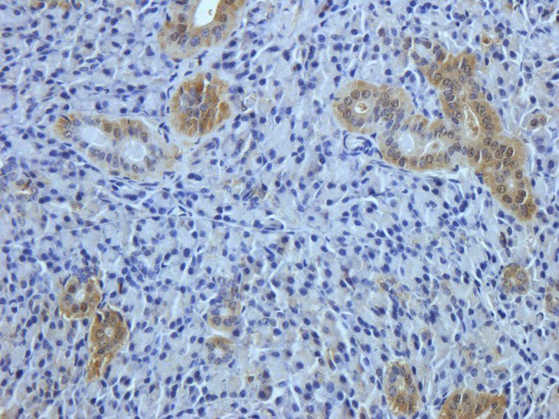 IL4 Rabbit Polyclonal Antibody