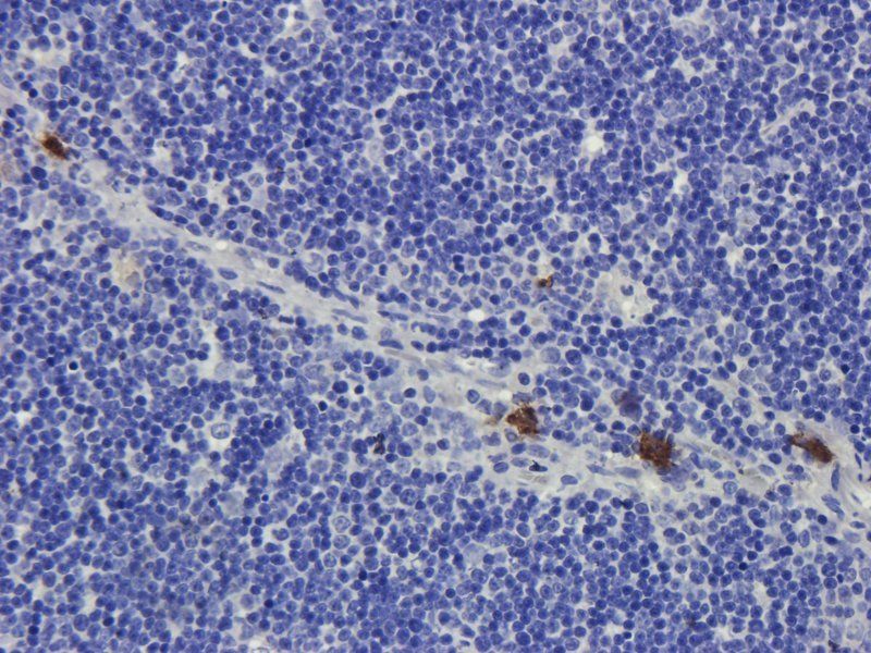 IL4 Rabbit Polyclonal Antibody