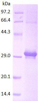 IL4 protein