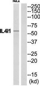 IL4I1 Antibody