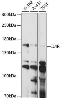 IL4R antibody