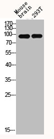 IL4R Antibody
