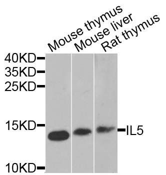 IL5 antibody