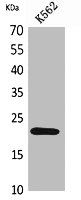 IL6 Antibody