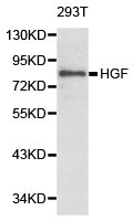 HGF Antibody
