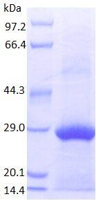 IL6-M protein