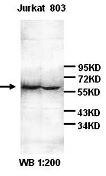 IL-6R antibody