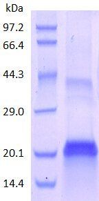 IL7 protein